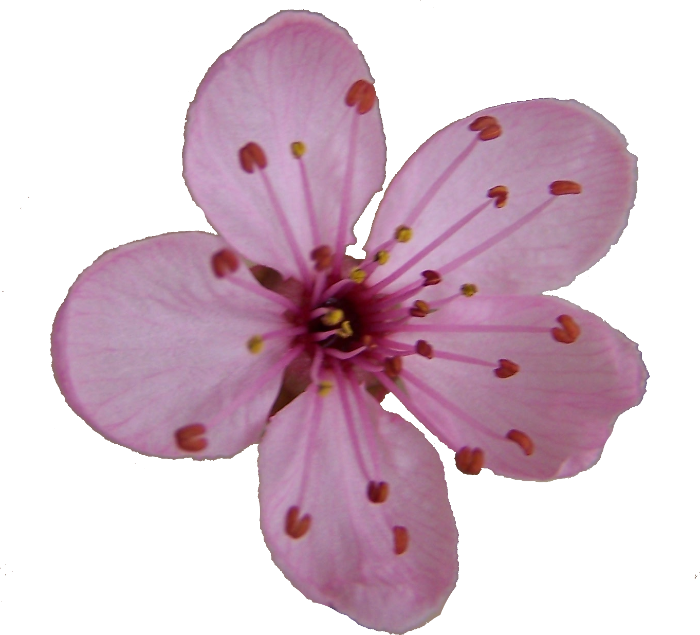 Blossom Single Flower Transparent PNG Image