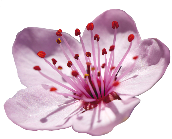 Blossom Flower Japanese Transparent PNG Image