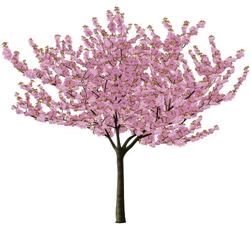 Blossom Spring Flower Japanese Transparent PNG Image