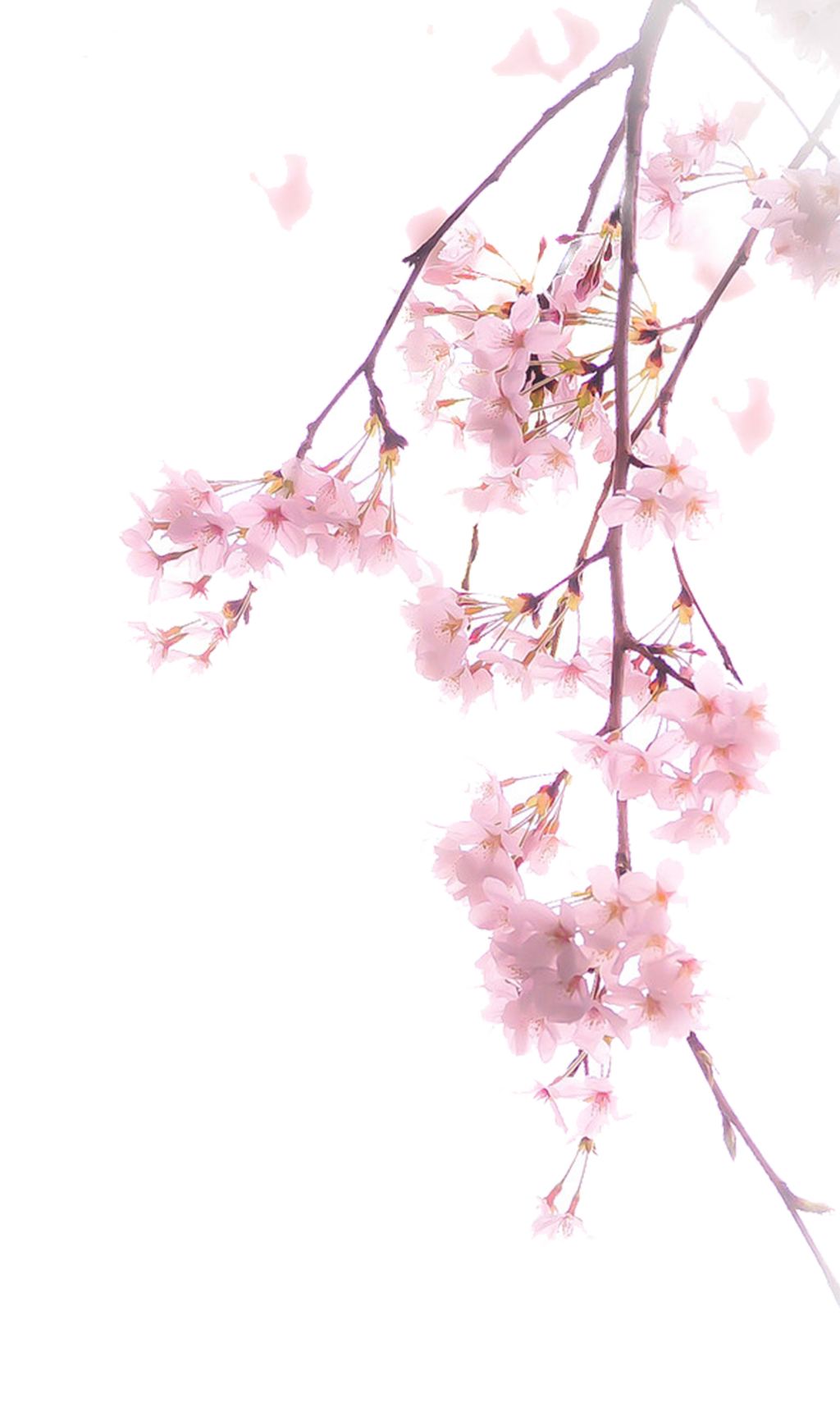 Blossom Cherry Flower Transparent PNG Image