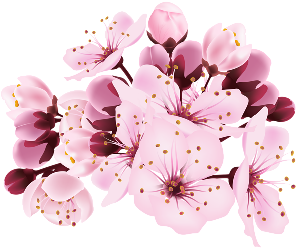 Blossom Spring Flower Transparent PNG Image