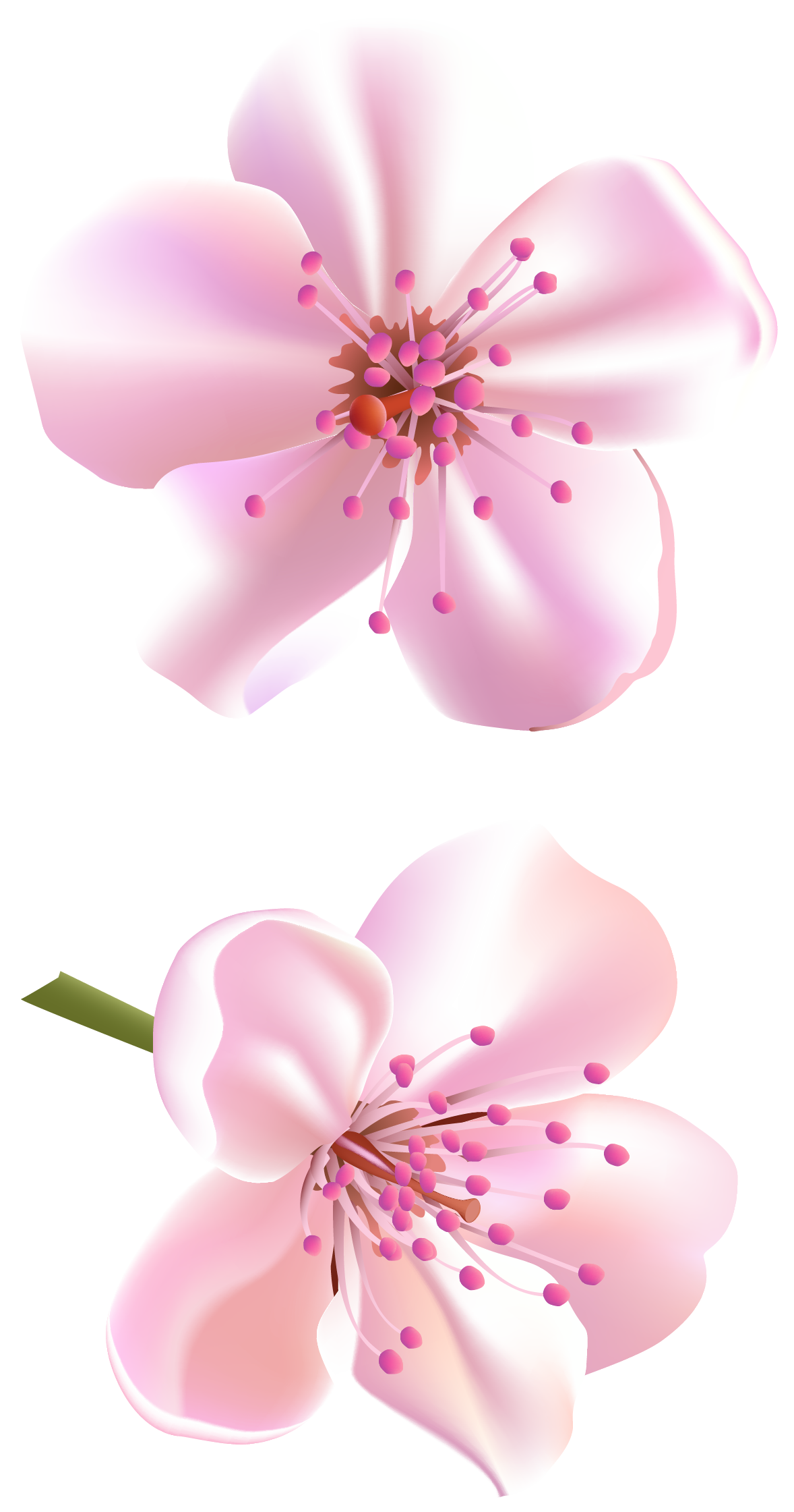 Blossom Vector Flower Transparent PNG Image