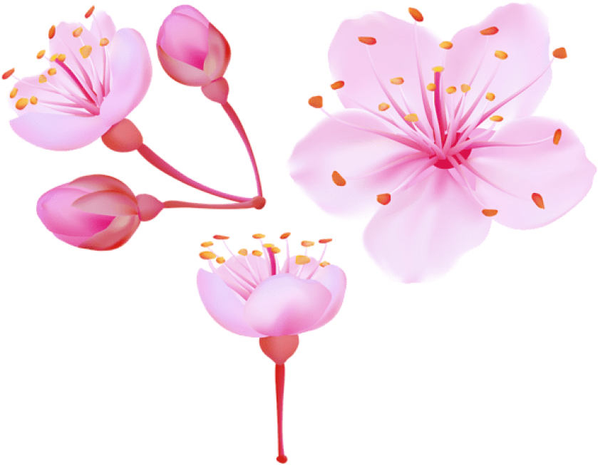 Blossom Cherry Vector Flower Transparent PNG Image
