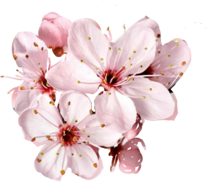 Pink Blossom Flower Transparent PNG Image