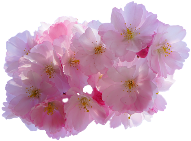 Purple Blossom Flower Transparent PNG Image