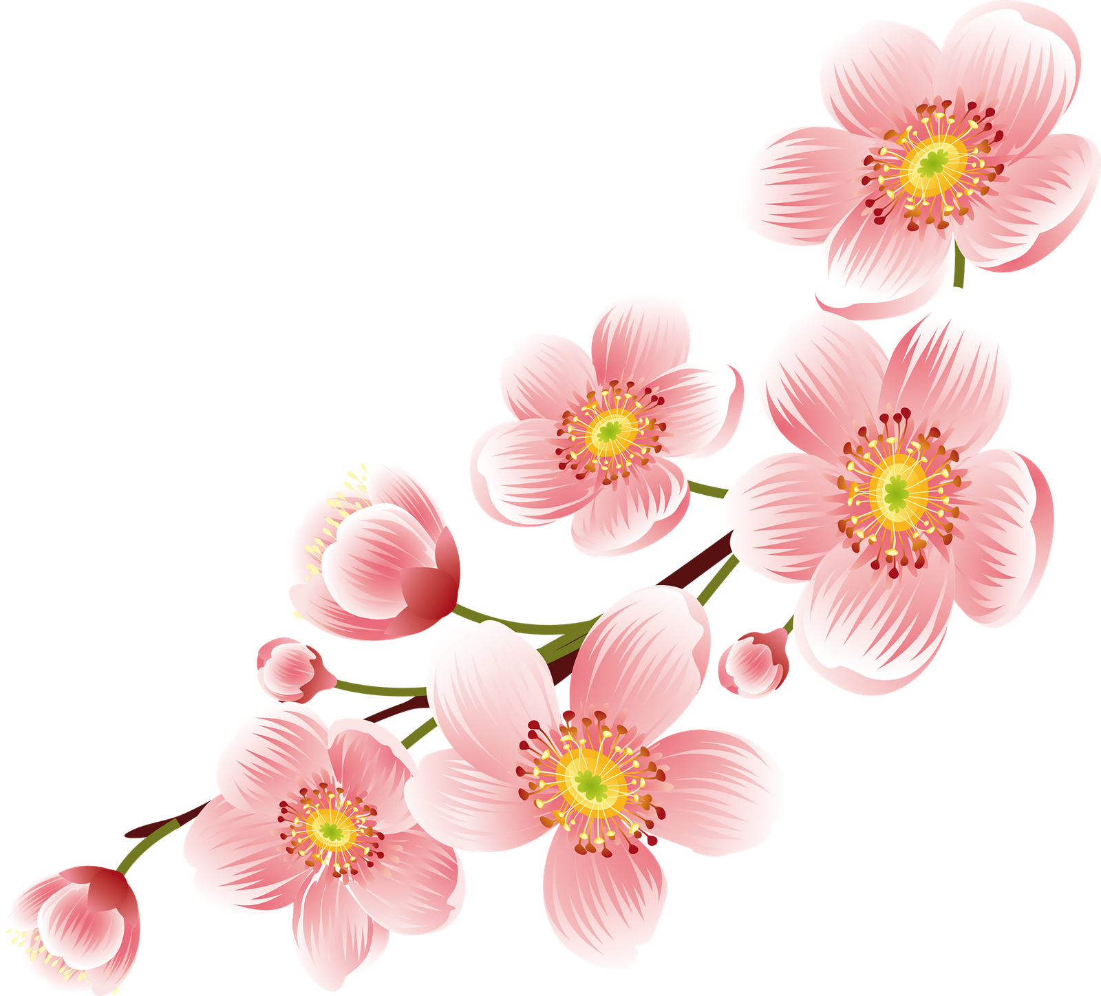 Blossom Cherry Flower Transparent PNG Image
