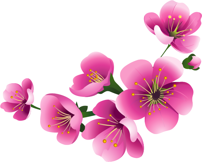 Blossom Flower Transparent PNG Image