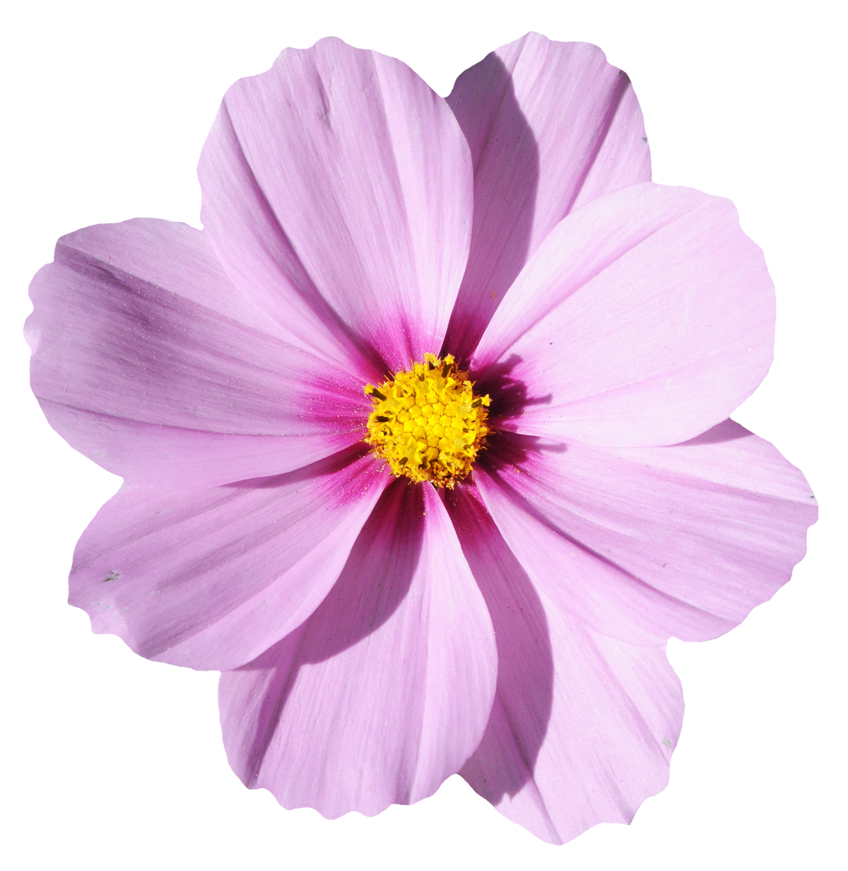 Blossom Flower Transparent PNG Image