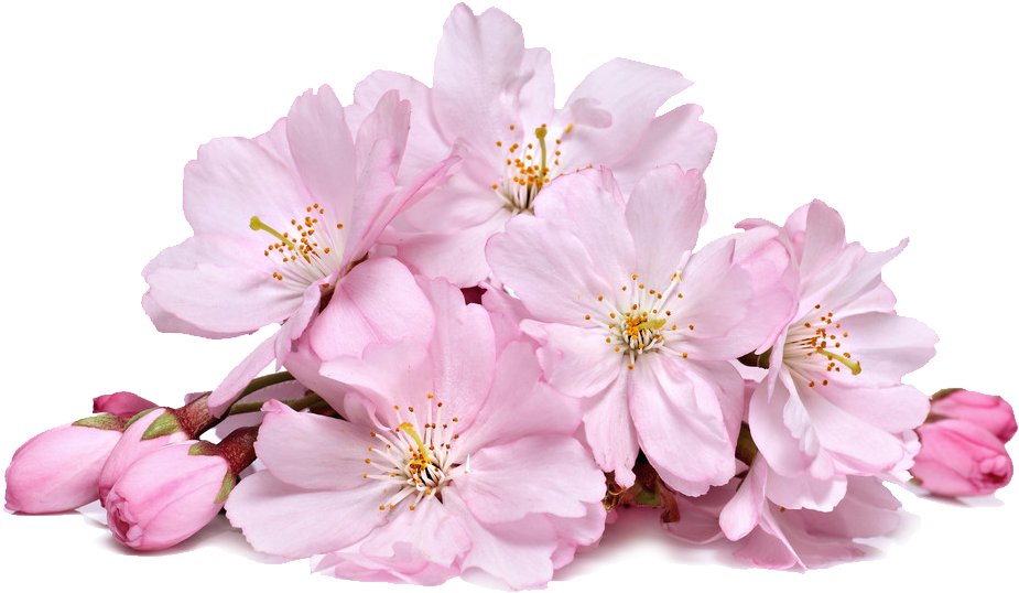 Blossom Real Flower Transparent PNG Image