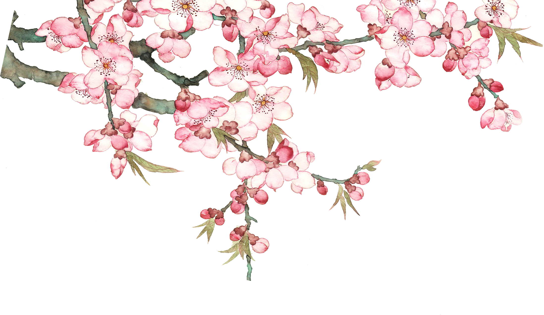 Blossom Watercolor Flower Transparent PNG Image