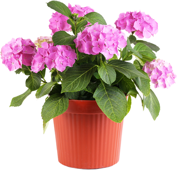 Fresh Pot Flower Transparent PNG Image