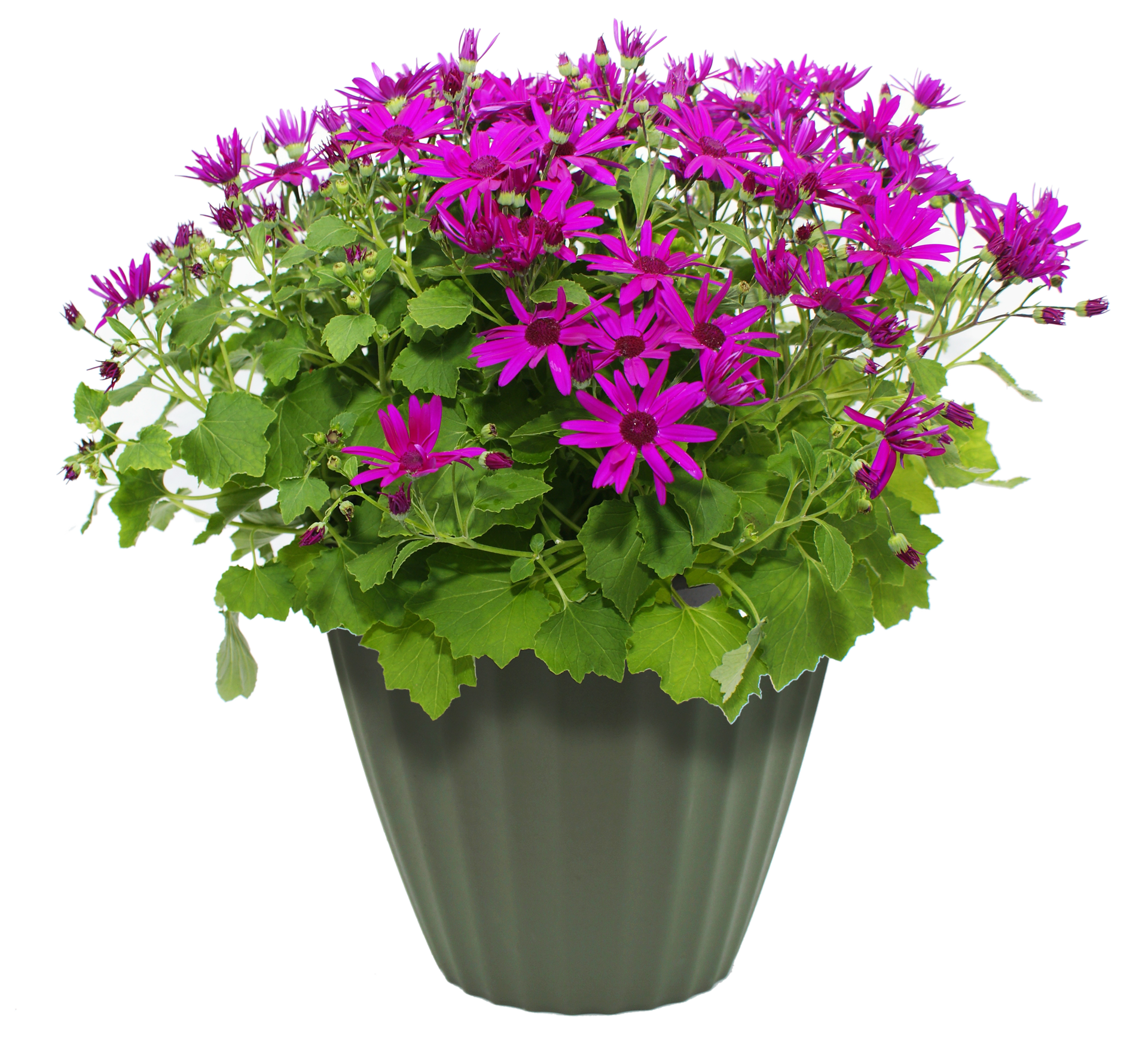 Purple Pot Flower Transparent PNG Image