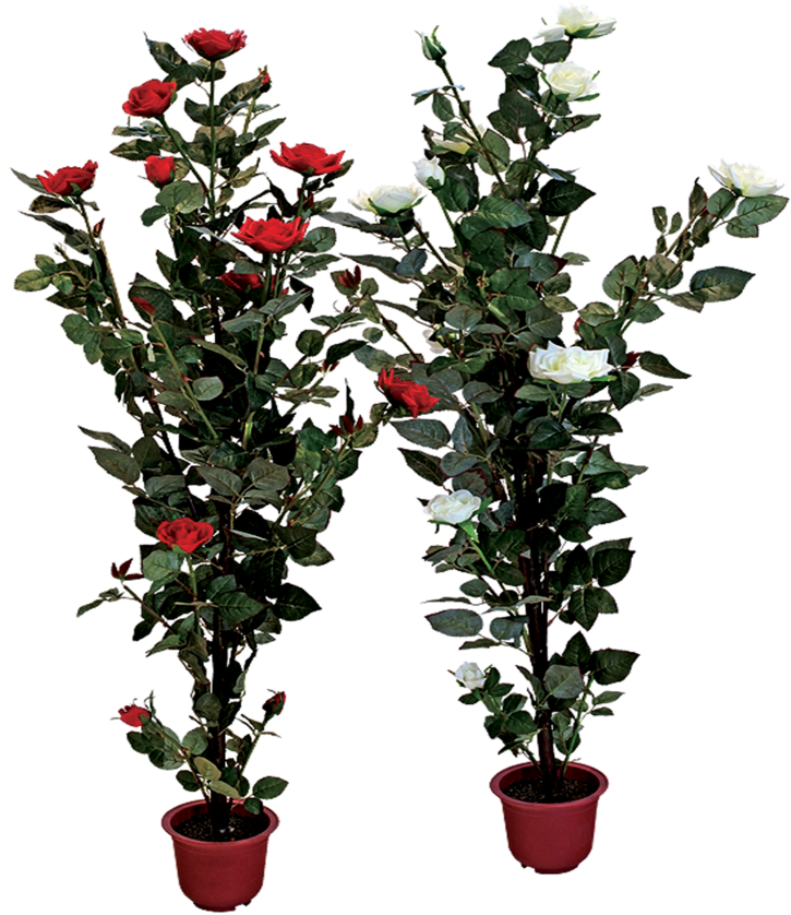 Roses Pot Flower Transparent PNG Image