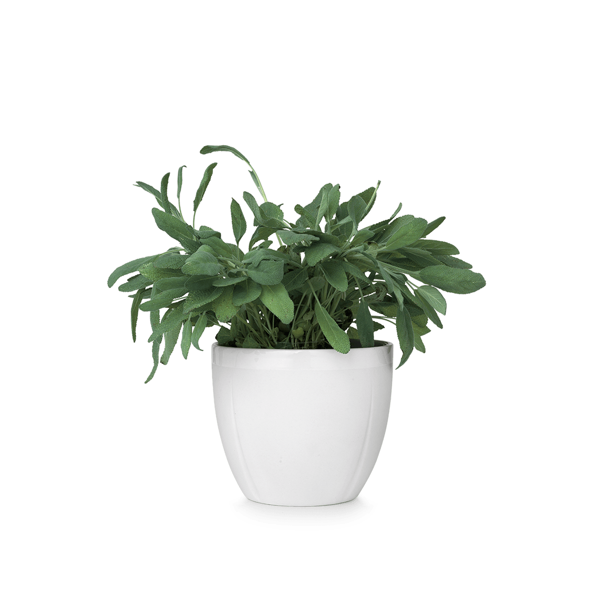 Small Pot Flower Transparent PNG Image