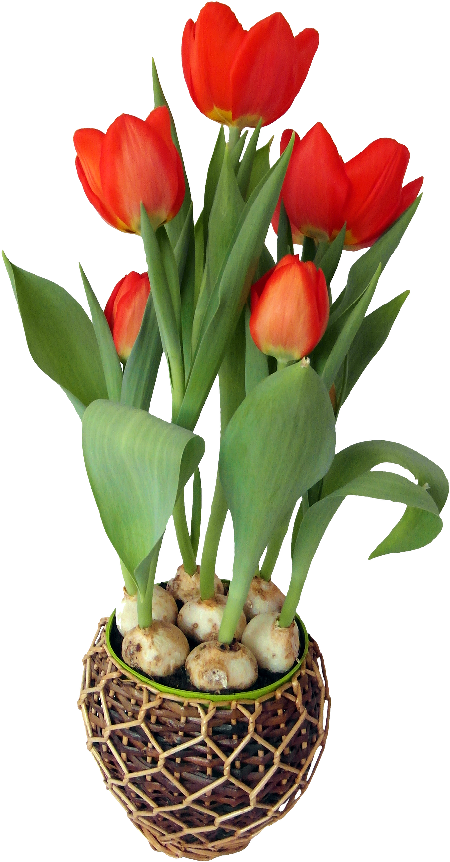 Tulip Pot Flower Transparent PNG Image