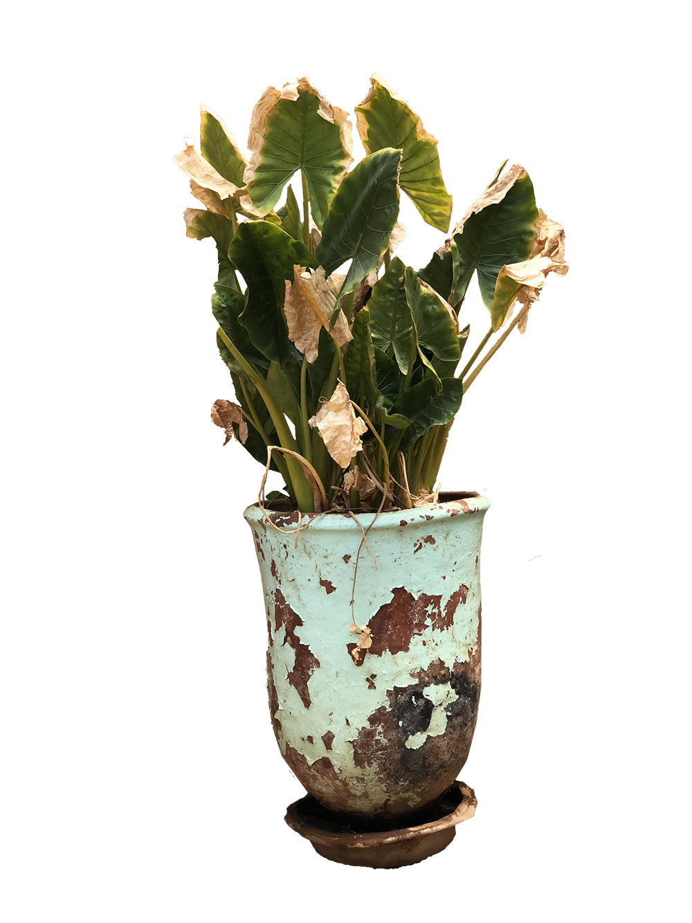 Vintage Pot Flower Transparent PNG Image