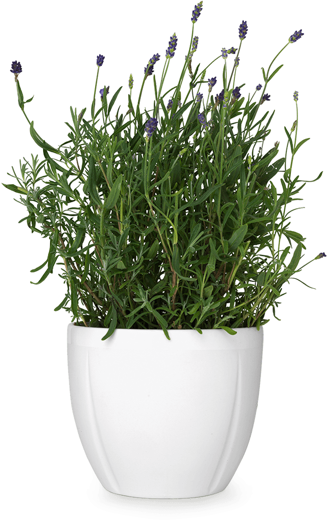 White Flower Pot Transparent PNG Image