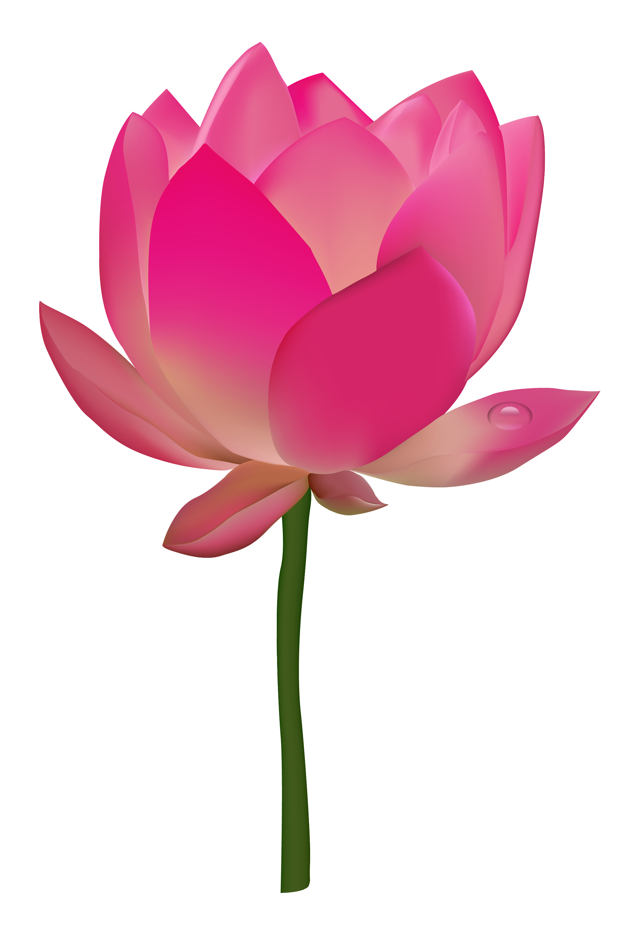 Lotus Flower Transparent PNG Image