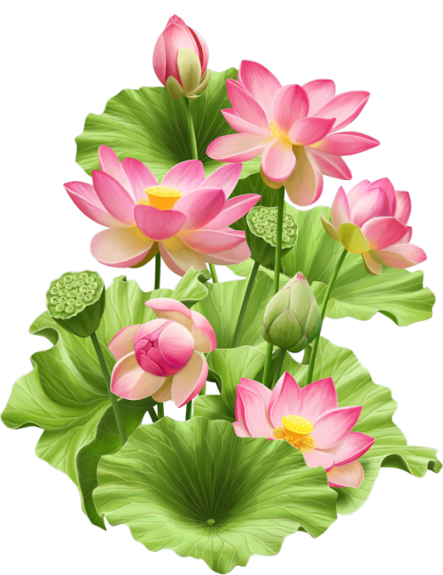 Lotus Flower Transparent PNG Image