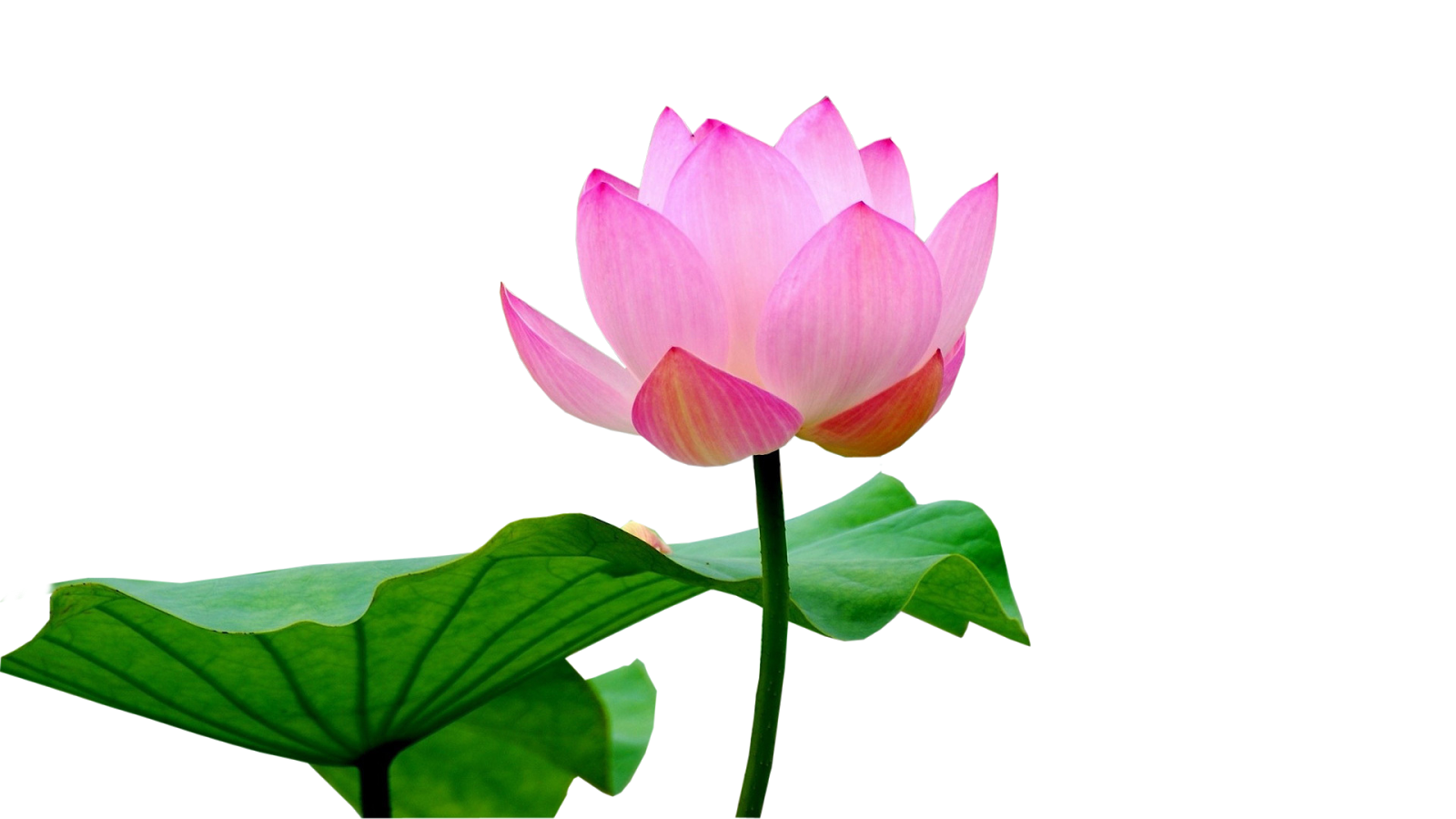 Lotus Flower Transparent PNG Image