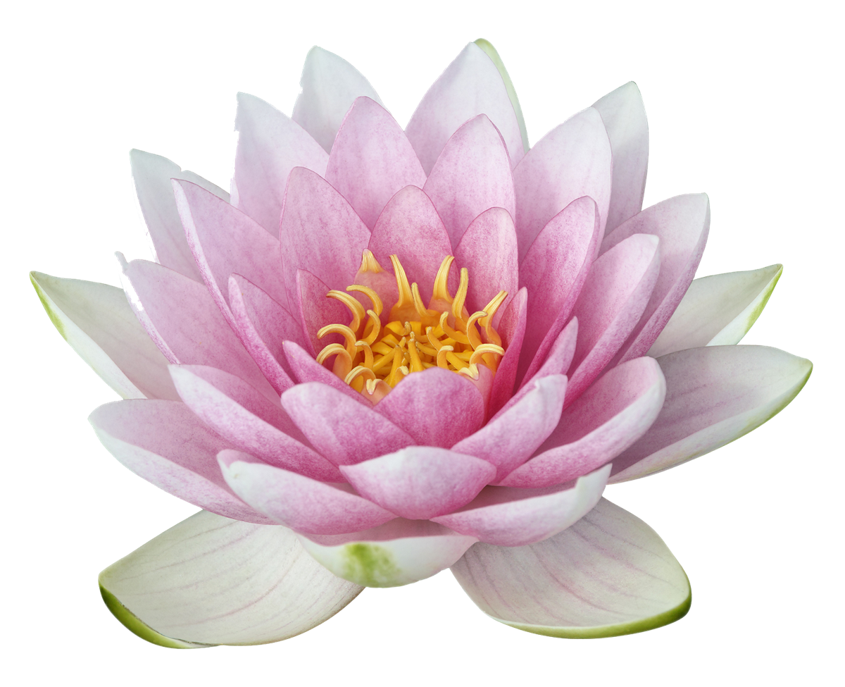 Lotus Flower Transparent PNG Image
