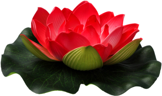 Lotus Flower Transparent PNG Image