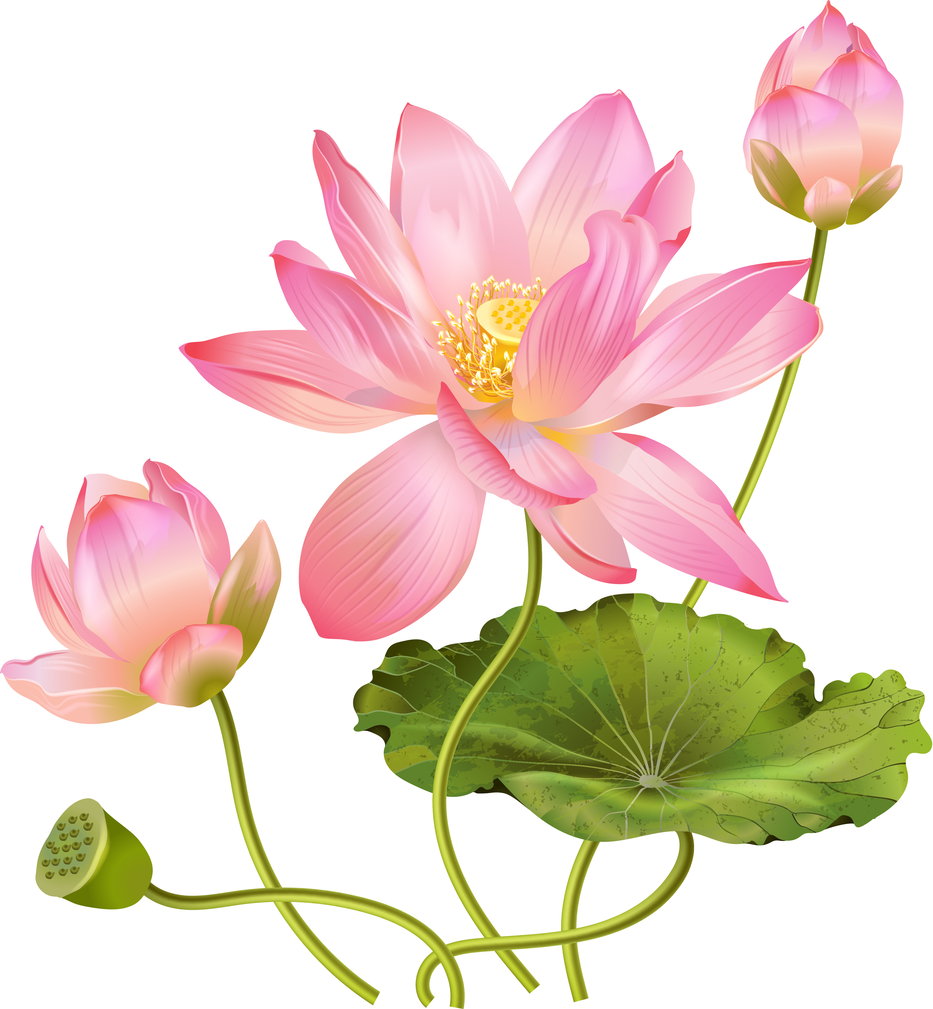 Pink Lotus Flower Transparent PNG Image