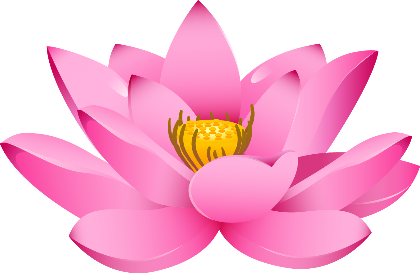 Pink Lotus Flower Transparent PNG Image