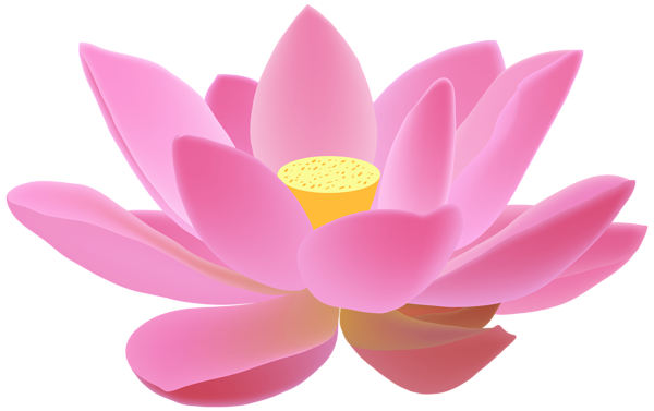 Pink Lotus Flower Transparent PNG Image