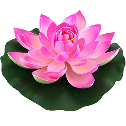 Pink Lotus Flower Transparent PNG Image