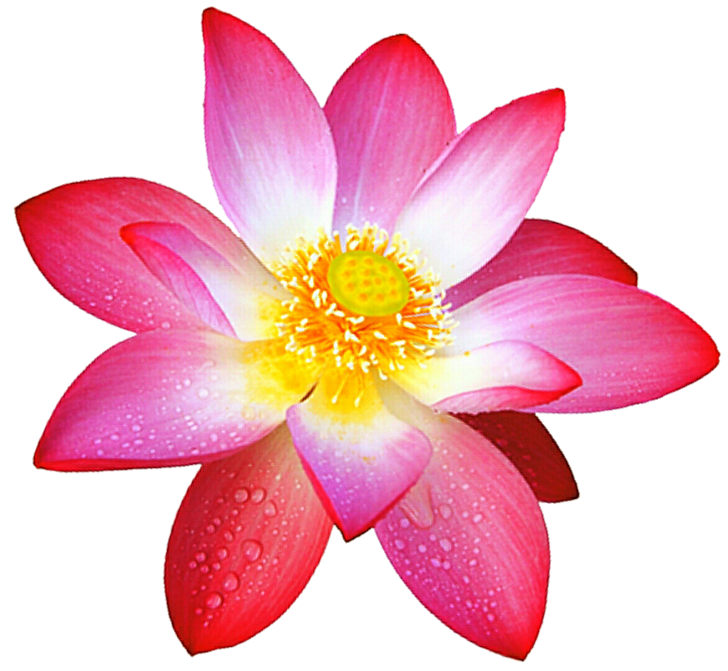 Pink Lotus Flower Transparent PNG Image