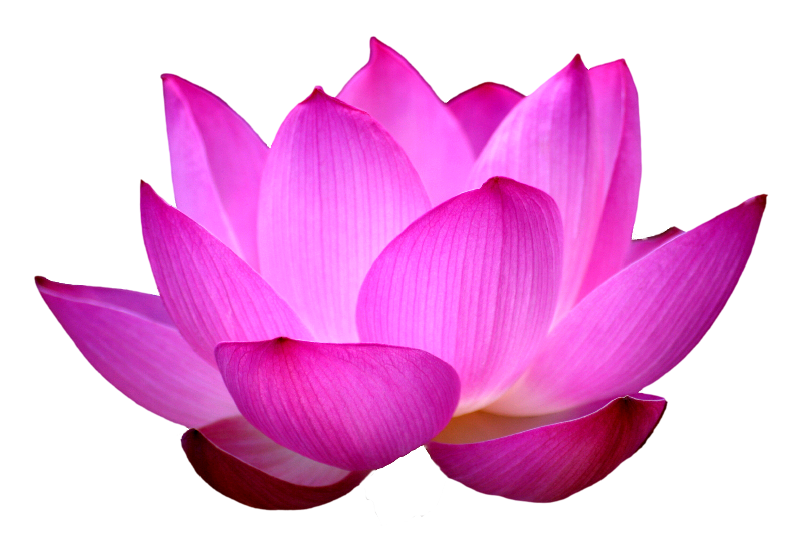 Purple Lotus Flower Transparent PNG Image