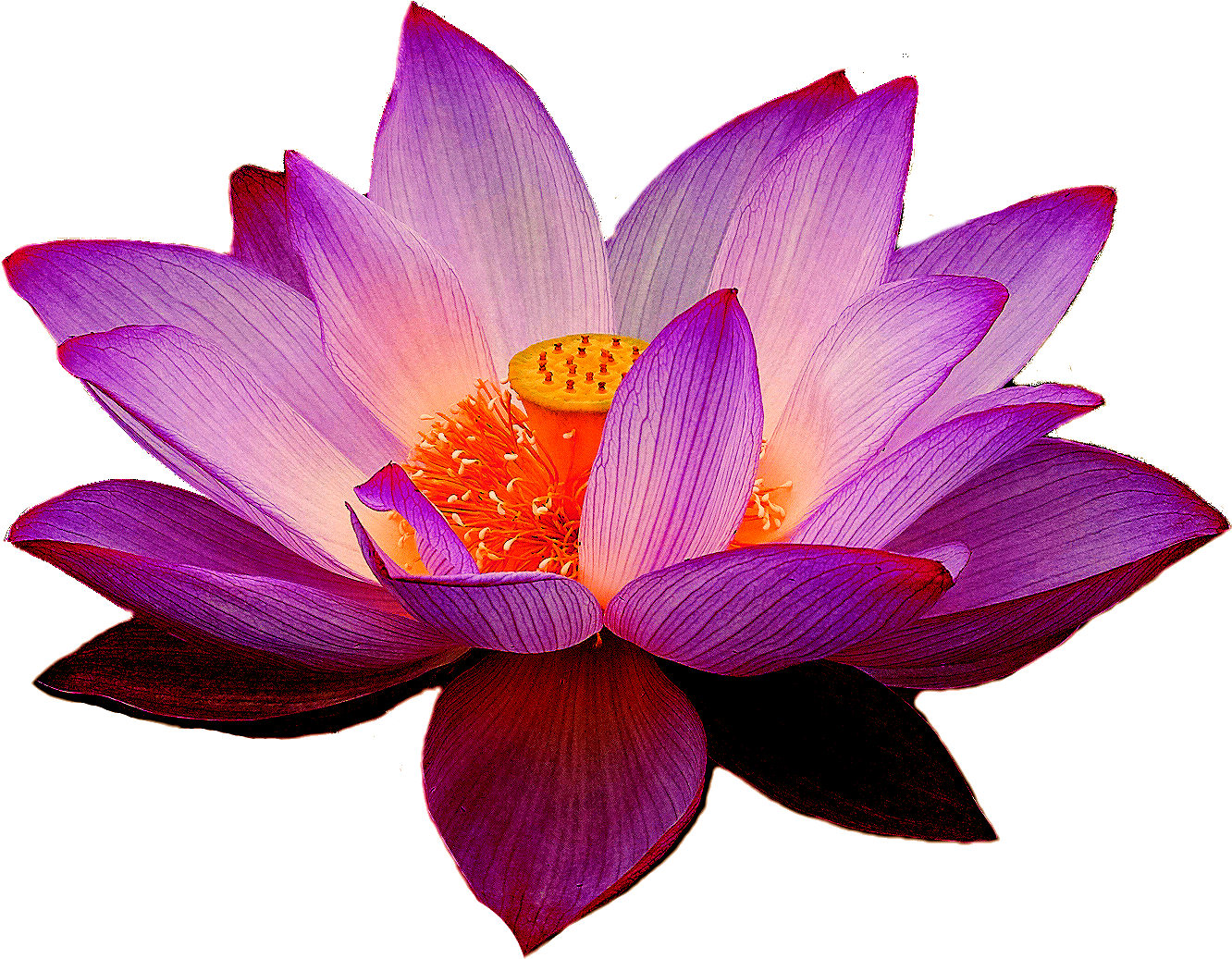 Purple Lotus Flower Transparent PNG Image