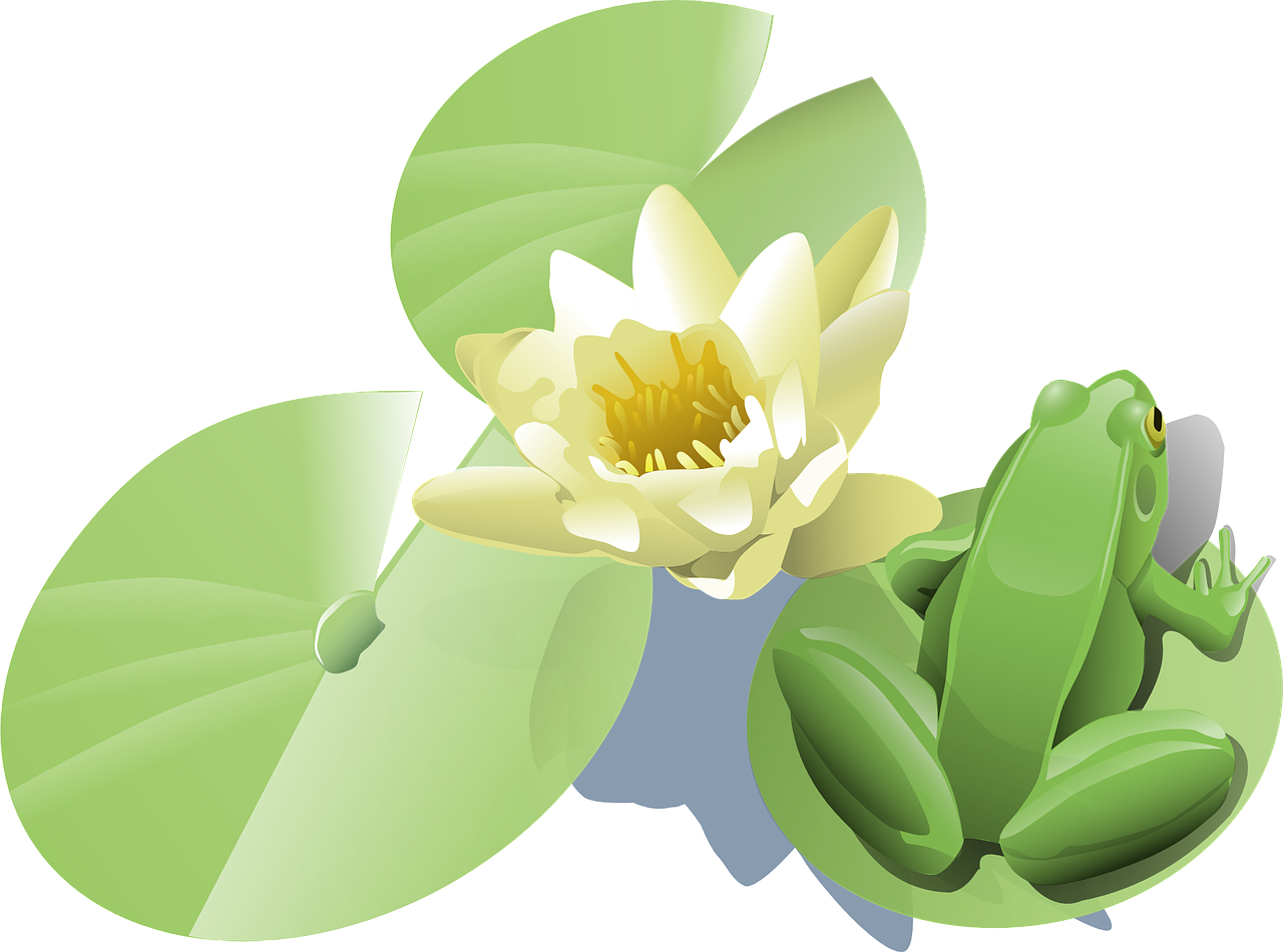 Lotus Vector Flower Transparent PNG Image