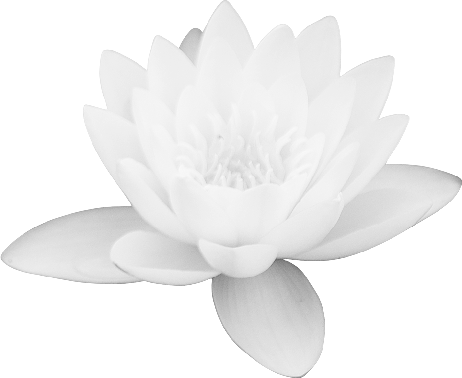 Lotus Vector Flower Transparent PNG Image