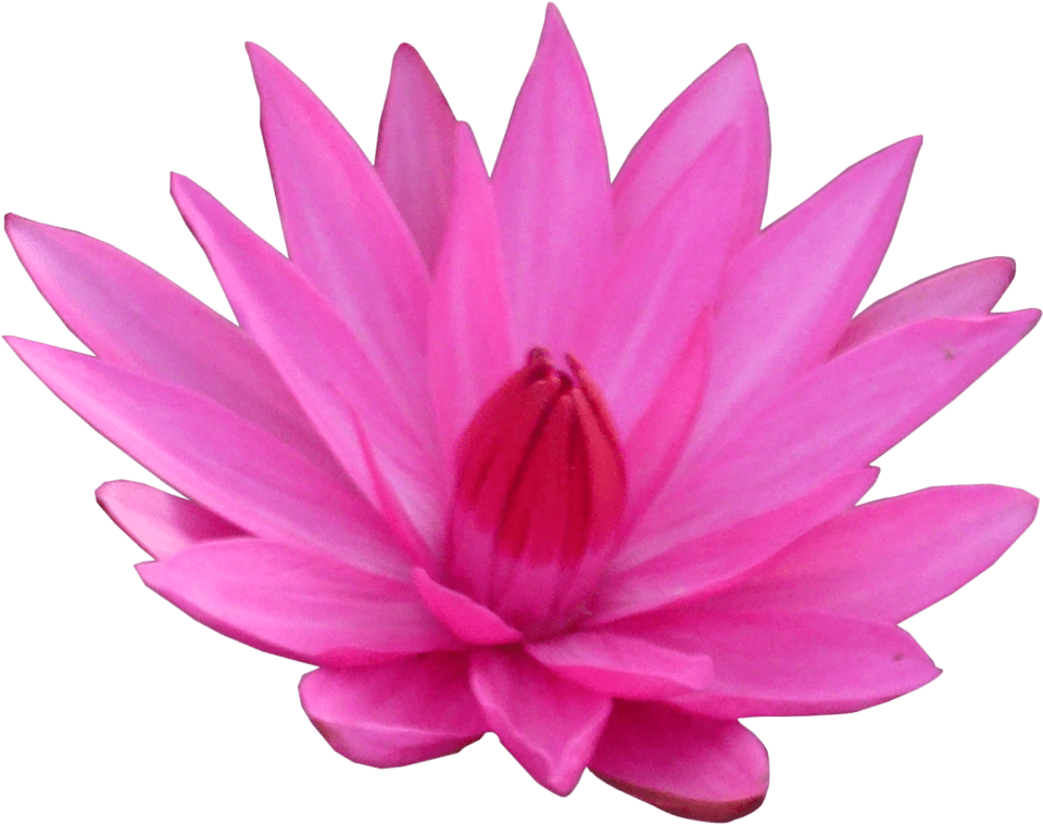 Lotus Vector Flower Transparent PNG Image