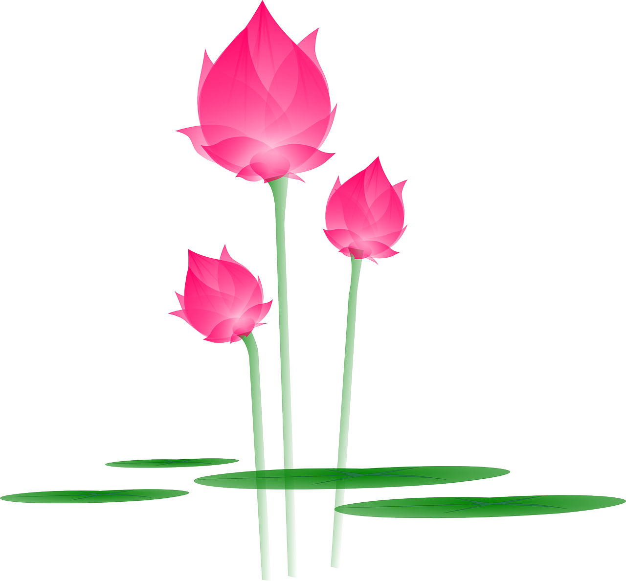 Lotus Vector Flower Transparent PNG Image