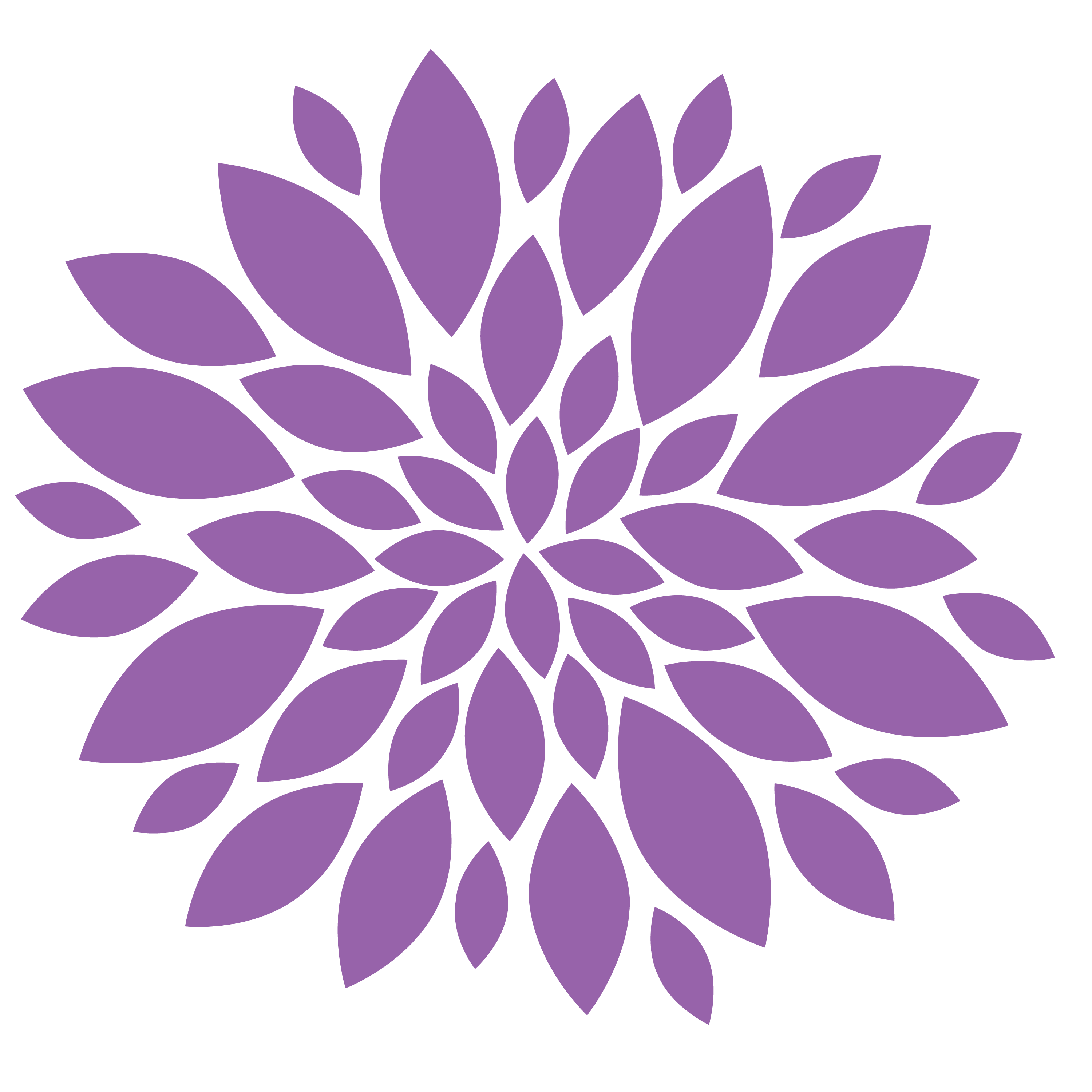 Chrysanthemum Transparent PNG Image