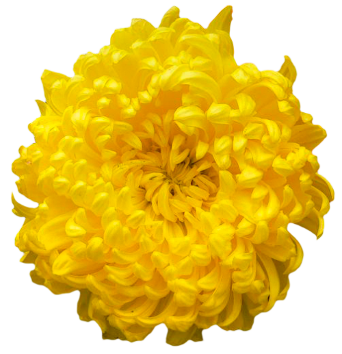 Chrysanthemum Transparent PNG Image