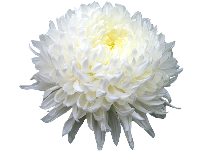 Chrysanthemum Transparent PNG Image