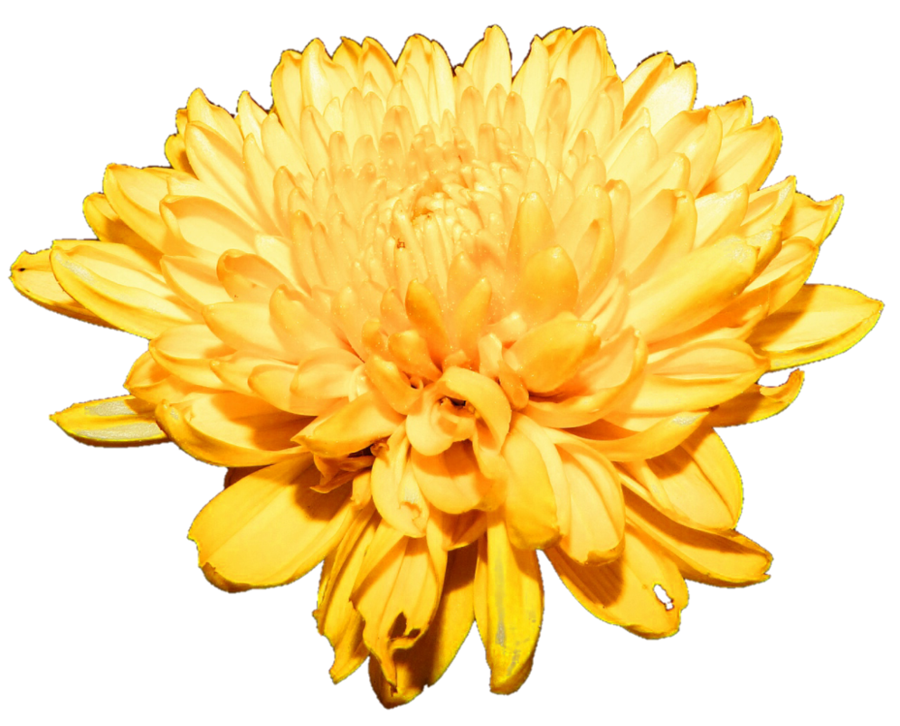Chrysanthemum Transparent PNG Image