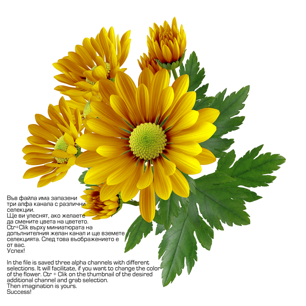 Chrysanthemum Transparent PNG Image