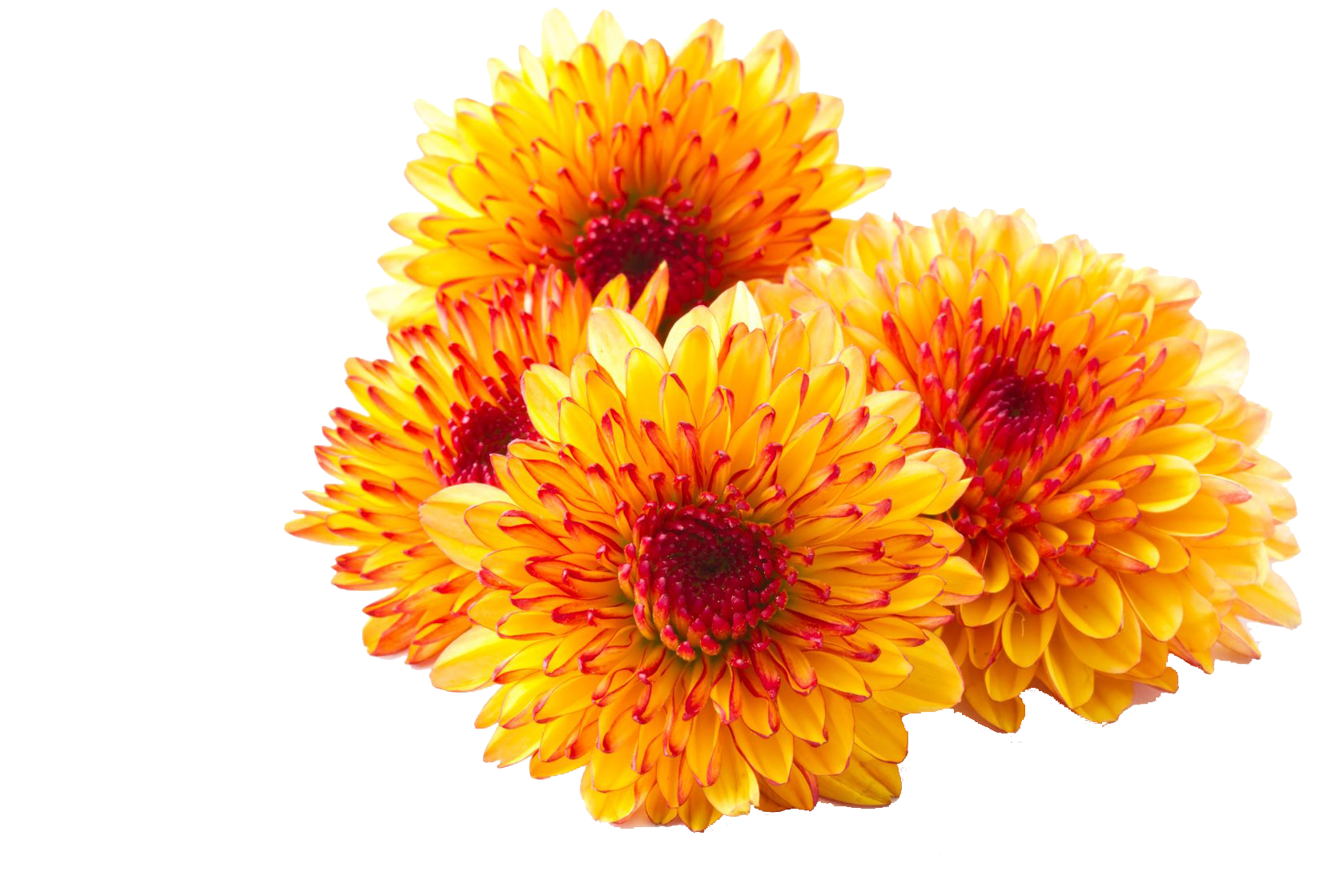Chrysanthemum Transparent PNG Image