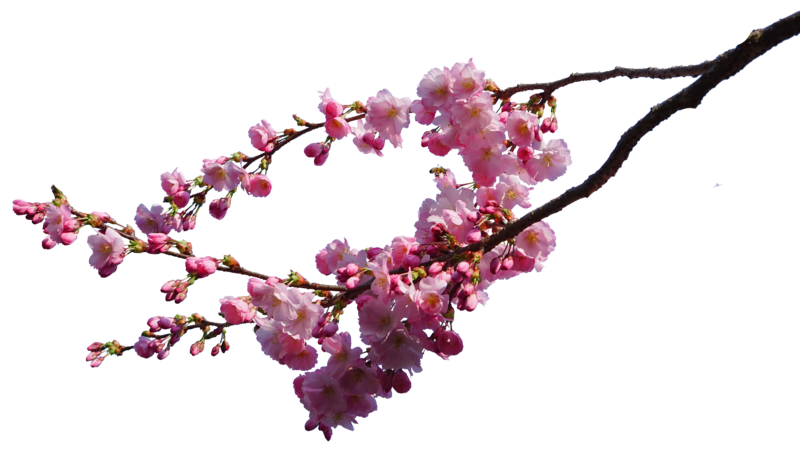 Cherry Blossom Transparent PNG Image