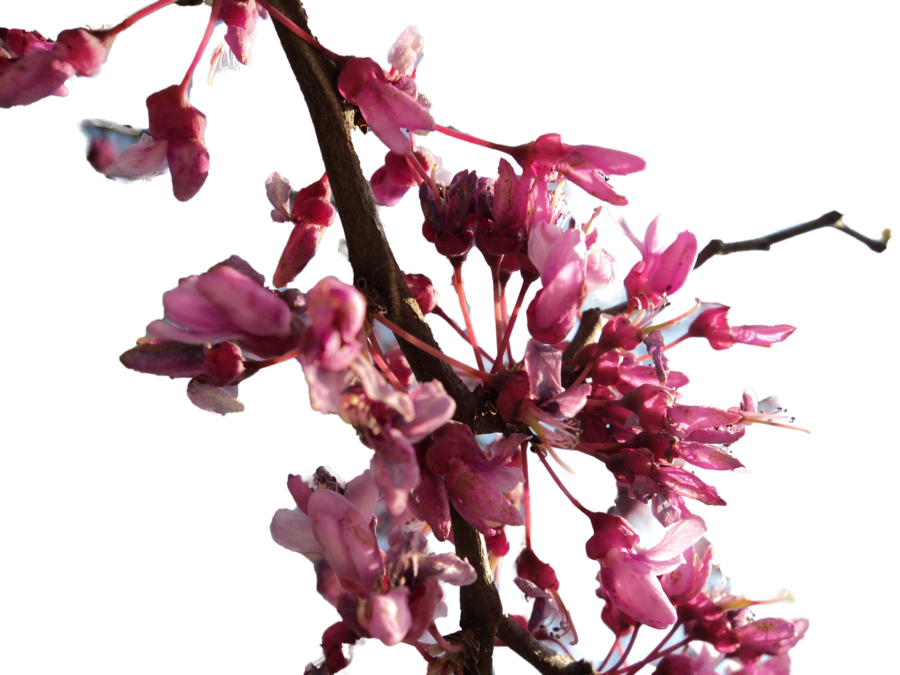 Cherry Blossom Transparent PNG Image