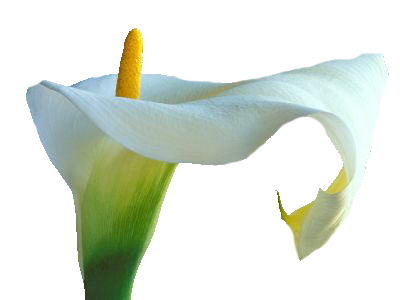 Calla Transparent PNG Image