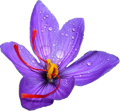 Crocus Transparent PNG Image