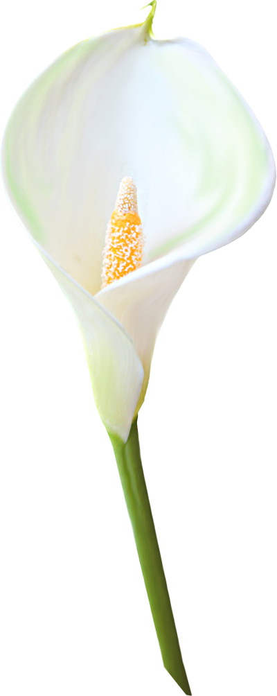 Calla Transparent PNG Image