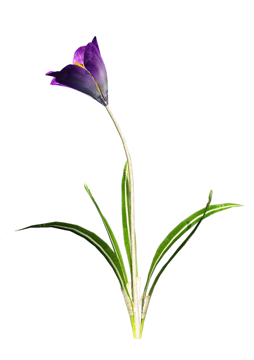 Crocus Transparent PNG Image