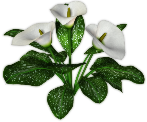 Calla Background Transparent PNG Image